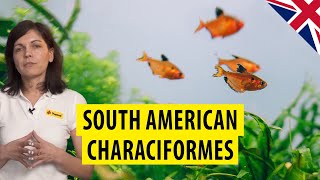 TROPICAL  South American Characiformes [upl. by Heidy286]