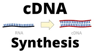 cDNA Synthesis Protocol by Reverse Transcription [upl. by Pero]