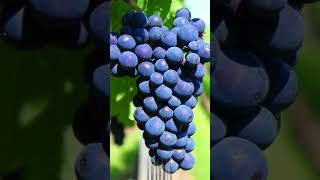 Comera la frutta prima delluomo shorts youtubeshorts shortvideo it [upl. by Louls436]