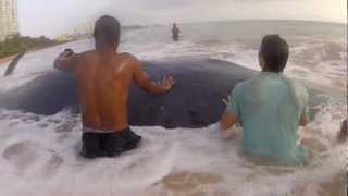 Muere ballena en Luquillo [upl. by Aurora]