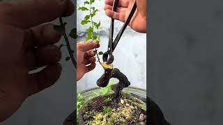 See how to grow bonsai at home shortsvideo khuebonsai bonsaitree bonsaicreation dandelionseeds [upl. by Nikolia]