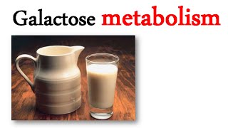 Galactose metabolism [upl. by Suzzy]