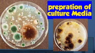 culture Media preparation Fungal growth  microbiology practical shorts [upl. by Remmos]