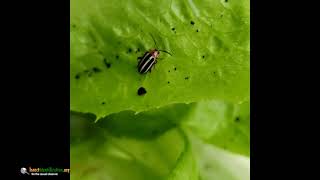 An unassuming Pigweed Flea Beetle sits on a leaf [upl. by Eiuqnom187]