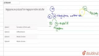 Megaspores are produced from megaspore mother cells after [upl. by Yelahc]