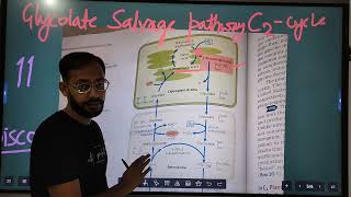 Photorespiration  C2 Cycle  Glycolate salvage pathway [upl. by Dennett284]