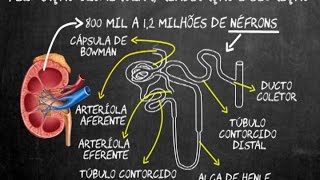 Filtração glomerular reabsorção e secreção [upl. by Ringe]