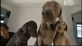 Dogs 101  Weimaraners [upl. by Yc]