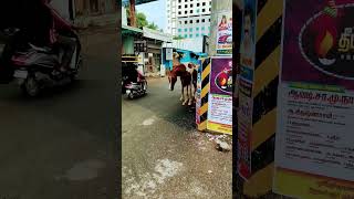 horses tamil animals Hanashobby love [upl. by Ayirp]