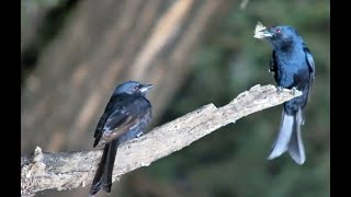 A Pair Of Drongos Having A Early Morning Chat [upl. by Keefer]