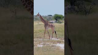 Why Are Giraffes Necks So Long 🦒 [upl. by Novla]