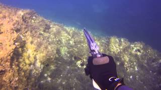 Spearfishing Malta 2013  Mediterranean Trevally Blue Runner Sawrella Imperjali [upl. by Ocin558]