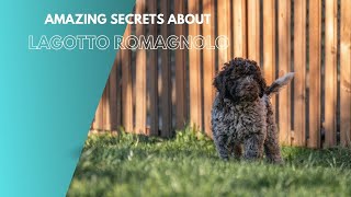 Amazing Secrets About Lagotto Romagnolo [upl. by Tanhya]