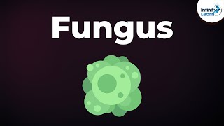 Introduction to Fungus  Microorganisms  Biology  Dont Memorise [upl. by Amihsat]