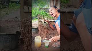 PERAWATAN RUTIN PADA BONSAI SANGANG bonsai bonsaisancang shorts trending shortvideoviralvideo [upl. by Ahsiak735]