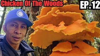 Lobster Mushroom Hunting EP12 late to the party 😔 Can we savage the day [upl. by Anneg]