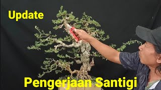 Update Pengerjaan Bonsai Santigi [upl. by Ocsinarf]