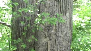 Giant Yellow poplar tree 5 and a half feet in diameter [upl. by Starlin]