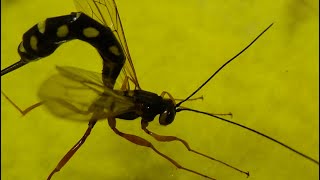 Life Cycle of Fantastic Parasitic Ichneumonidae Wasps Hymenoptera Kyiv Ukraine 16052022 [upl. by Tattan]