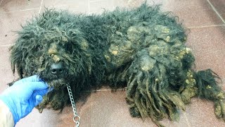 Terribly Matted Dog Gets A New Chance For A Better Life [upl. by Leckie441]