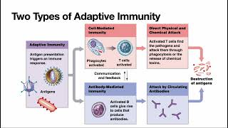 Adaptive Immunity An Overview [upl. by Newton]