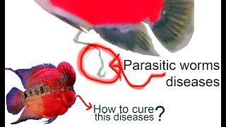 HOW TO CURE PARASITIC WORMS DISEASES FROM THE FLOWERHORN FISH [upl. by Semmes]