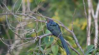 Chestnutbellied malkoha Phaenicophaeus sumatranus [upl. by Skerl362]