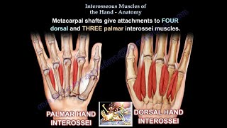 Interosseous Muscles Of The Hand Anatomy  Everything You Need To Know  Dr Nabil Ebraheim [upl. by Noe]