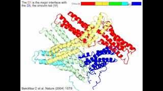 Alphacatenin Vinculin [upl. by Sobel]