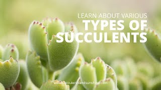 Types of Succulents  Cold Hardy and Soft Succulents [upl. by Hsiekal508]