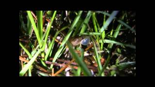 Little Grass Frog Calling [upl. by Oicnerual]