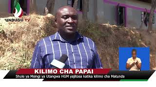 Shule ya Msingi ya Utangwa HGM yajitosa katika kilimo cha Matunda [upl. by Edyak954]