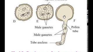 Development of Male Gametophyte in Angiosperm [upl. by Oika]