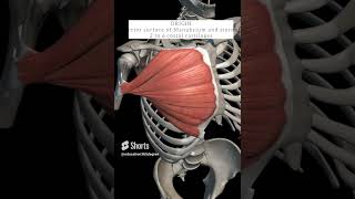 Pectoralis major with origin insertion 3danatomy anatomy 3d [upl. by Elohc]