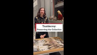 Taxidermy Preserving the Collection [upl. by Oizirbaf]