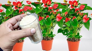 Apenas 1 copo faz anthurium explodir com tantas flores O ano todo [upl. by Worth346]