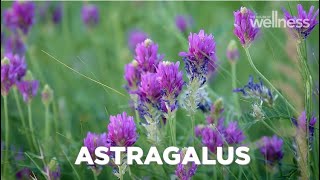 How to improve vitality and immunity with astragalus [upl. by Oderf]