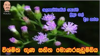 විශ්මිත ගුණ සහිත මොණරකුඩුම්බිය [upl. by Tterrab]