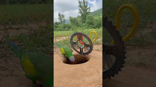 Wow  AMAZING Creative Parrot Trap shorts [upl. by Fernandez403]