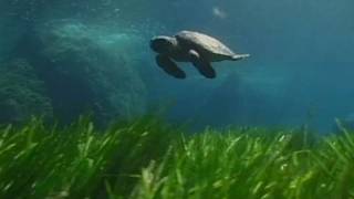 Een groene zeeschildpad getuigt  Maleisië [upl. by Senilec]