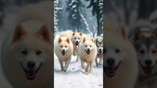 Introducing The Samoyed Dog viralshorts samoyed dog viralvideo [upl. by Ahsropal]