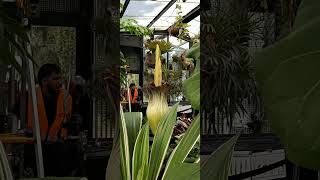 The Corpse Flower  corpse plant corpseplant corpseflower flowers decades plants [upl. by Thgirw558]