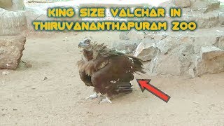 Thiruvananthapuram zoo valchar bird flying dry [upl. by Oretna]