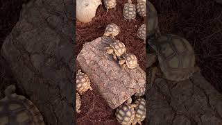 Sulcata tortoise hatchling [upl. by Nosretep]