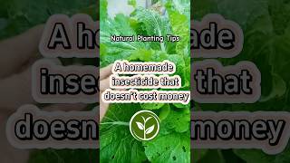 A homemade insecticide that doesn’t cost money plants shortvideo garden youtubeshorts howto [upl. by Enihpled]