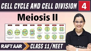 Cell Cycle and Cell Division 04  MeiosisII  Class 11NEET  RAFTAAR [upl. by Mill]