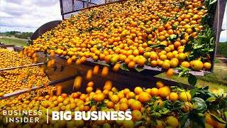 Why Florida Oranges Had The Worst Harvest Since World War II  Big Business  Insider Business [upl. by Willett534]