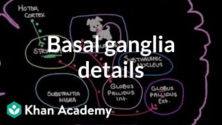 The basal ganglia  Details of the indirect pathway  NCLEXRN  Khan Academy [upl. by Notlem]