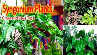 How to care syngonium plant in winter [upl. by Lenoyl]