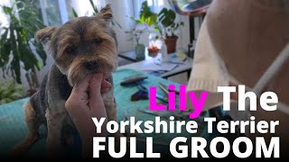 Dog Grooming Yorkshire Terrier Lily [upl. by Assirral]